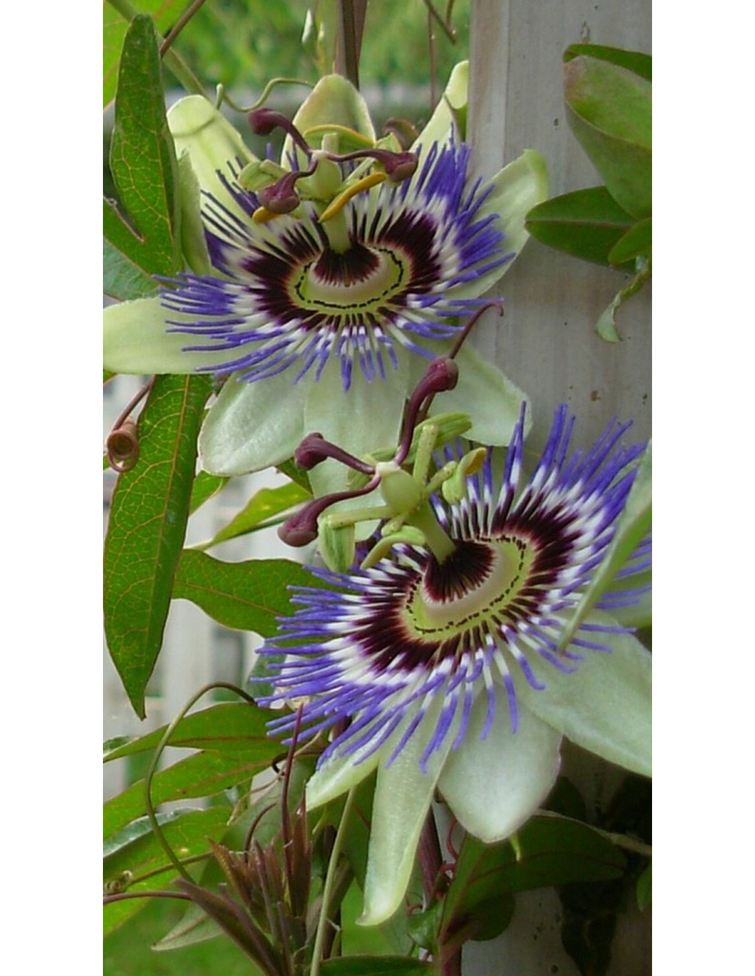 Pianta Di Maracuj Passiflora Edulis