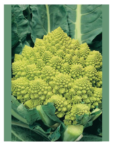 Cavolfiore Romanesco - PACK 7 PIANTINE