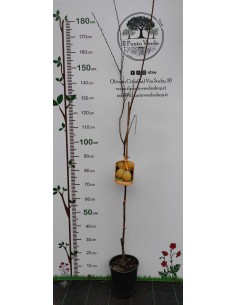 Pianta di Albicocco Pellecchiella in Vaso da 20 cm 2