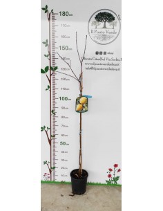 Pianta di Percoca Carson in Vaso da 20 cm 2