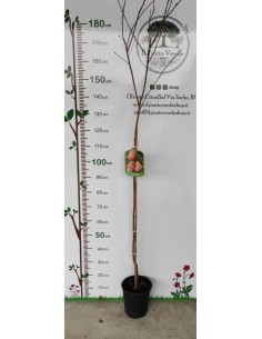 Pianta di Pesco Platicarpa Stark Saturn a Polpa Bianca in... 2