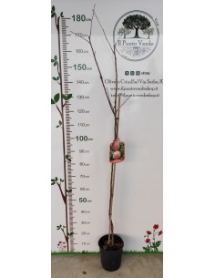 Pianta di Melo Galared in Vaso da 20 cm 2