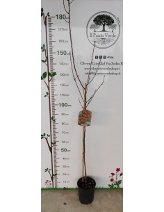 Pianta di Mandorlo Tuono Ø20 2