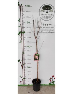 Pianta di Melograno Acco 128 Ø20 2