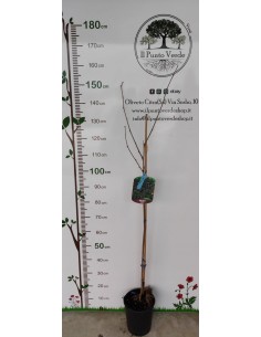 Pianta di gelso nero Ø20 2