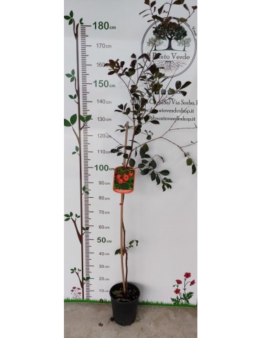 Pianta di Guava Rossa in Vaso da 20 cm