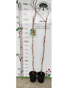 Pianta di Kiwi Arguta (impollinatore) Ø20 2