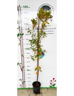 Pianta di Corbezzolo in Vaso da 20 cm 2