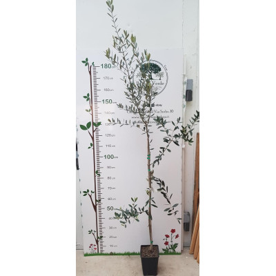 Olea Europaea Leccino Vaso 18 cm – Olivo Produttivo