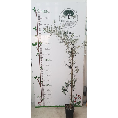Olea Europaea Pendolino Vaso 18 cm – Olivo Ornamentale e Impollinatore