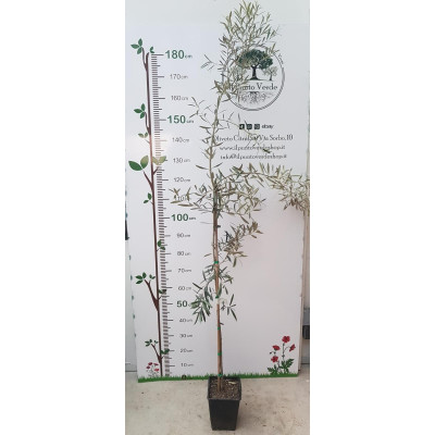 Olea Europaea Maurino Vaso 18 cm – Olivo Produttivo