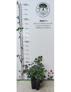 Rosa "Magia Nera" - Rosso Nerastro 2