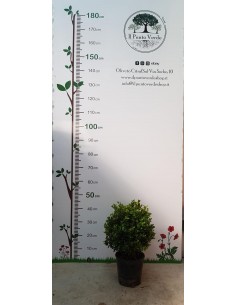 Pianta di Bosso Palla 2