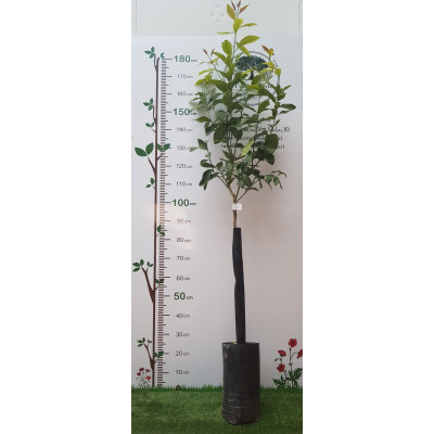 Limone Lunario Fitocella – Citrus Limon Rifiorente 4 Stagioni