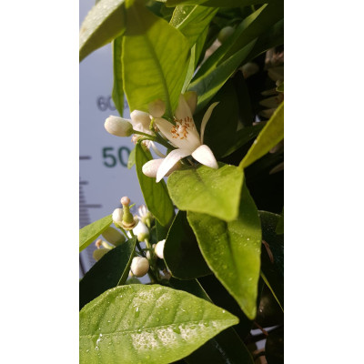Pianta di Limone Zagara bianca in fitocella