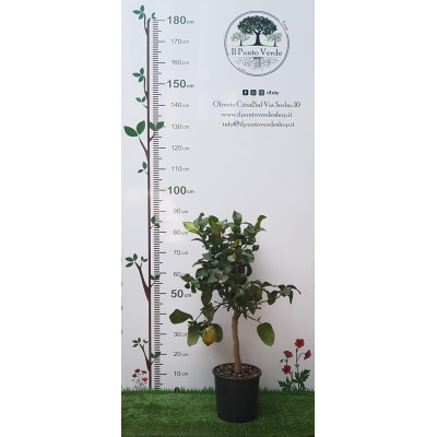 Limone Quattro Stagioni Vaso 20 cm – Lunario o Carrubaro