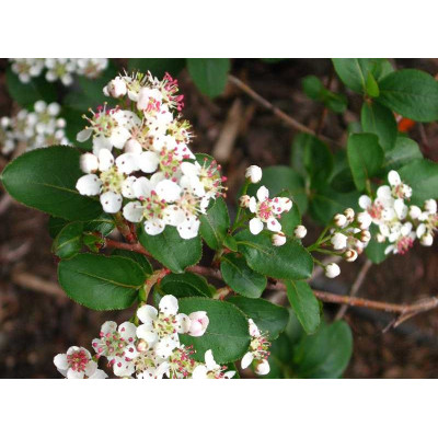 Pianta di Aronia nera Ø20