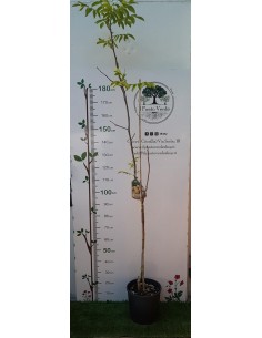 Pianta di Noce Chandler Ø26 2