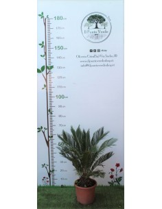 Pianta di Cycas Revoluta 2