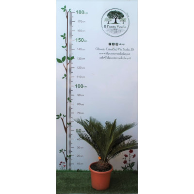 Pianta di Cycas Revoluta