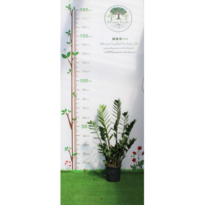 Zamioculcas zamiifolia Vaso 17 cm | Il Punto Verde Shop