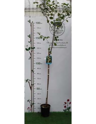 Pianta di Susino Recinella in Vaso da 20 cm