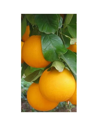 Arancio valencia in fitocella