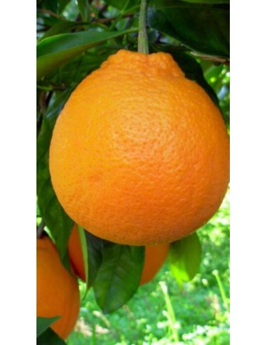Pianta di arancio tarocco in fitocella