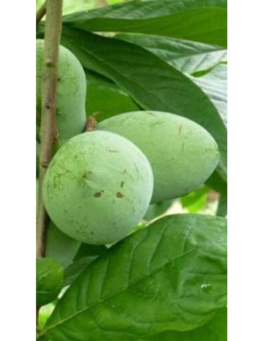 Pianta di Asimina Triloba o Pawpaw Ø20