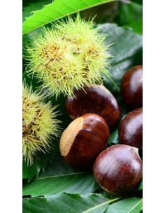 Pianta di castagno bouche de betizac Ø15