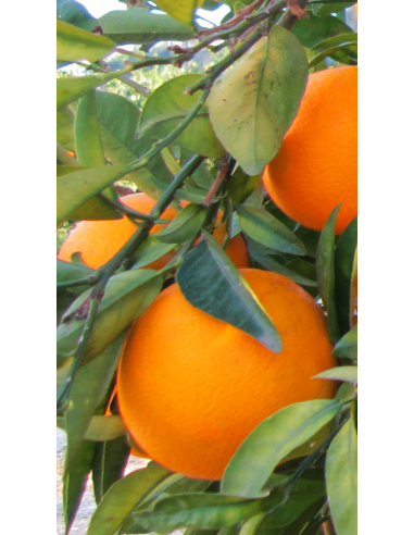 Pianta di arancio washington in fitocella