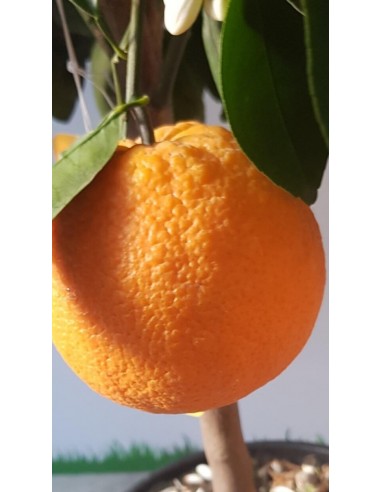 Pianta di arancio nano Ø 20