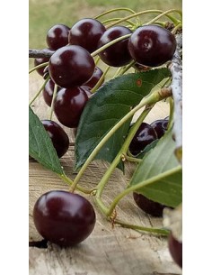 Ciliegio Acido Visciola di Germania (amarena) in Vaso da...