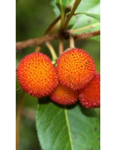 Pianta di Corbezzolo in Vaso da 20 cm