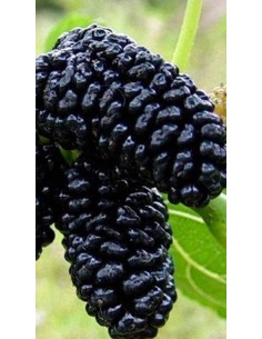 Pianta di gelso nero Ø20