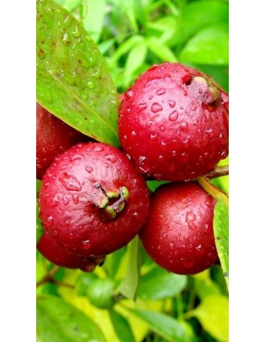 Pianta di Guava rossa Ø20