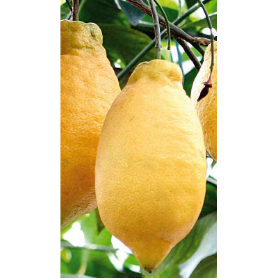 Limone Lunario Fitocella – Citrus Limon Rifiorente 4 Stagioni
