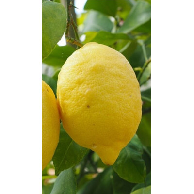 Limone Quattro Stagioni Vaso 20 cm – Lunario o Carrubaro