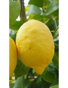 Pianta di Limone Quattro Stagioni Ø20 (innesto basso)
