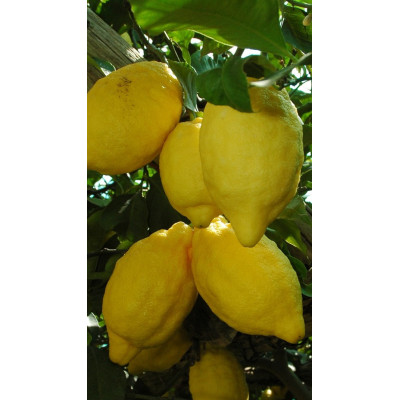 Limone Sfusato Amalfitano Fitocella – Citrus Limon di Pregio