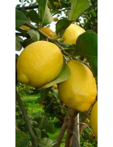 Pianta di limone zagara bianca in fitocella