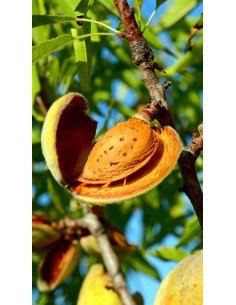 Pianta di Mandorlo Tuono in Vaso da 20 cm