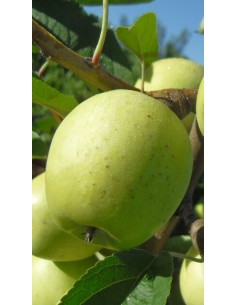 Pianta di Melo Limoncella in Vaso da 20 cm