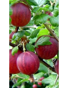 Pianta di Uva Spina Rossa in Vaso da 20 cm