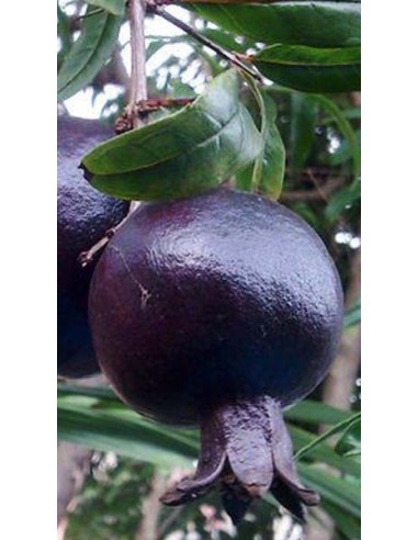 Pianta di melograno a frutto nero dolce Ø20