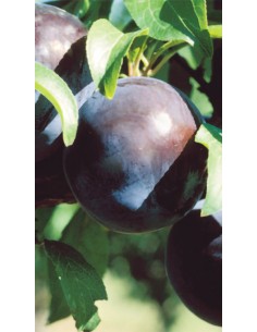 Pianta di Susino Friar in Vaso da 20 cm