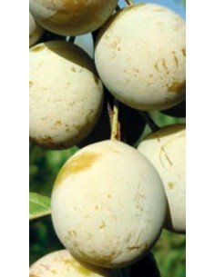 Pianta di Susino Recinella in Vaso da 20 cm