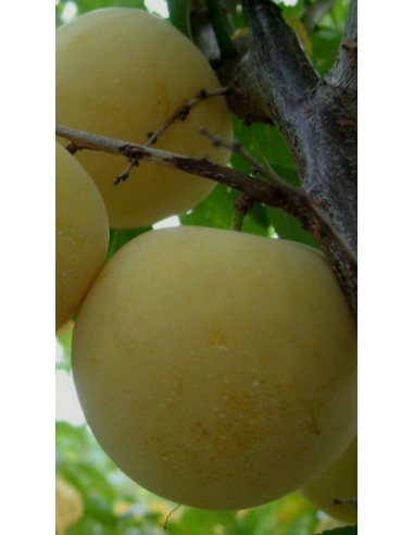 Pianta di Susino Shiro o Goccia d'Oro in Vaso...