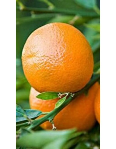 Mandarino clementina in fitocella