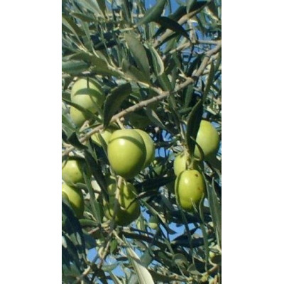 Olea Europaea Ascolana da Mensa Vaso 18 cm – Olivo per Olive da Tavola